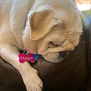 Hope is registered to the contest to win money with this photo: dog, white_dog, sleeping, nap, paw, leather_couch, pet_tag, indoor, close_up, fur, collar, resting, cute, domestic_animal, animal, relaxation, home, sunlight, peaceful, canine