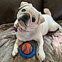 Hope joined the competition — help win amazing prizes! dog, pug, white_dog, pet, toy, ball, blanket, couch, indoor, cute, playful, collar, fur, paw, face, expression, animal, companionship, relaxing, head_tilt