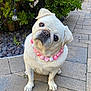 Hope joined the competition — help win amazing prizes! dog, pug, pet, white_dog, necklace, pink_beads, heart_shaped_beads, xoxo, sitting, head_tilt, outdoor, stone_paving, green_plants, flower, cute, curious, animal, small_dog, companion, portrait