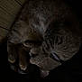 cat, tabby, sleeping, curled_up, feline, pet, animal, whiskers, paw, fur, indoor, wood_floor, quiet, resting, cozy, dark, shadow, collar, cute, relaxation