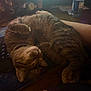 Hazel is registered to the contest to win money with this photo: cat, tabby_cat, sleeping, curled_up, keyboard, computer_monitor, desk, water_bottle, indoor, pet, feline, relaxing, home, cozy, close_up, brown_tabby, paw, whiskers, fur, resting