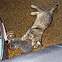 cat, kitten, tabby_cat, food_bowl, carpet, indoor, pet, animal, gray_cat, brown_cat, feline, resting, eating, paw, floor, companion, domestic, cute, cozy, household