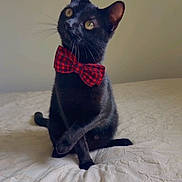 Slash is registered to the contest to win money with this photo: black_cat, cat, bow_tie, red_plaid, pet, bed, bedding, whiskers, paws, ears, yellow_eyes, portrait, indoor, domestic_cat, cute, sitting, accessory, feline, blanket, looking_up