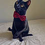 black_cat, cat, bow_tie, red_plaid, pet, bed, bedding, whiskers, paws, ears, yellow_eyes, portrait, indoor, domestic_cat, cute, sitting, accessory, feline, blanket, looking_up