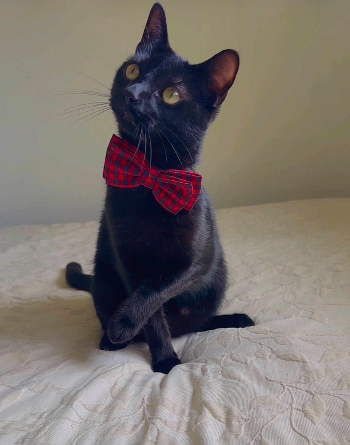 Slash is registered to the contest to win money with this photo: black_cat, cat, bow_tie, red_plaid, pet, bed, bedding, whiskers, paws, ears, yellow_eyes, portrait, indoor, domestic_cat, cute, sitting, accessory, feline, blanket, looking_up
