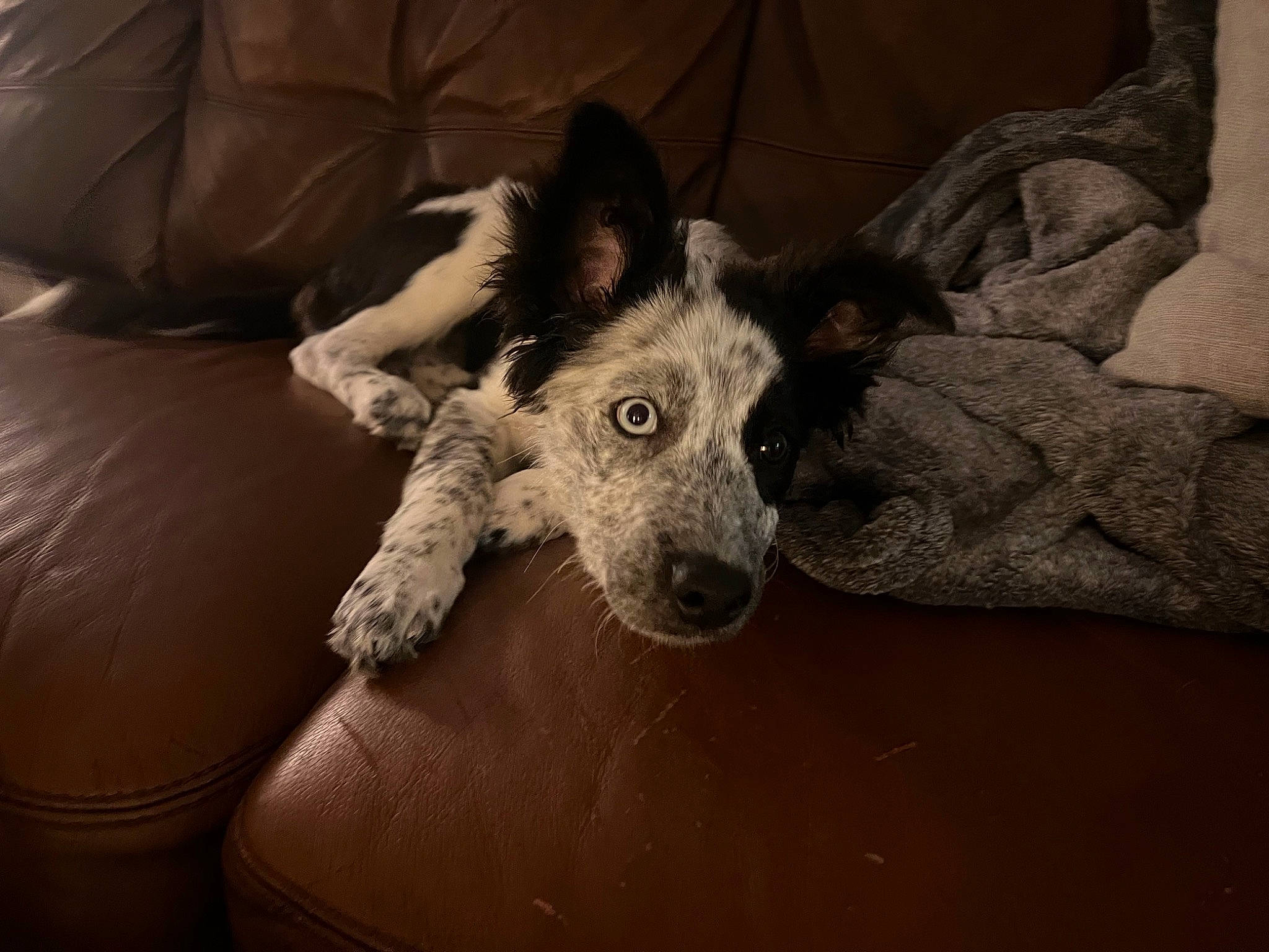 Mazikeen joined the competition — help win amazing prizes! canidae, carnivore, comfort, companion_dog, couch, dog, dog_breed, ear, fur, furniture, grey, head, laptop, paw, sitting, snout, sporting_group, texas_heeler, whiskers, working_animal
