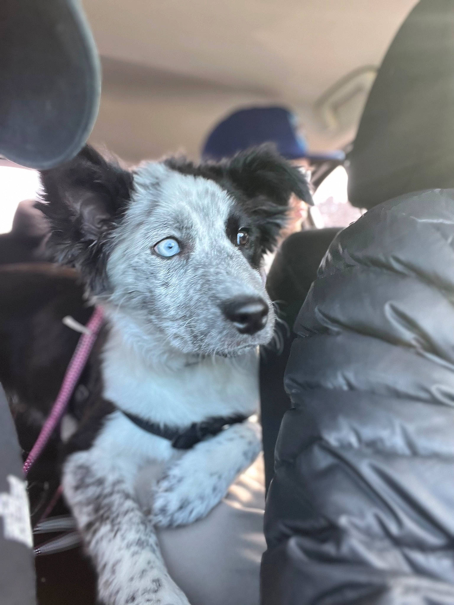 Mazikeen is registered to the contest to win money with this photo: ancient_dog_breeds, automotive_tire, canidae, carnivore, collar, companion_dog, dog, dog_breed, dog_collar, fur, non_sporting_group, sporting_group, terrestrial_animal, whiskers, working_animal, working_dog