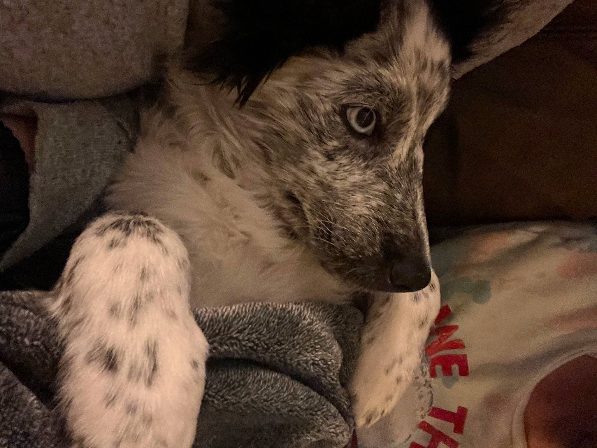 Mazikeen joined the competition — help win amazing prizes! canidae, carnivore, companion_dog, dog, dog_breed, ear, eye, fur, grey, monochrome, monochrome_photography, non_sporting_group, paw, snout, sporting_group, terrestrial_animal, terrier, whiskers, wildlife, working_animal