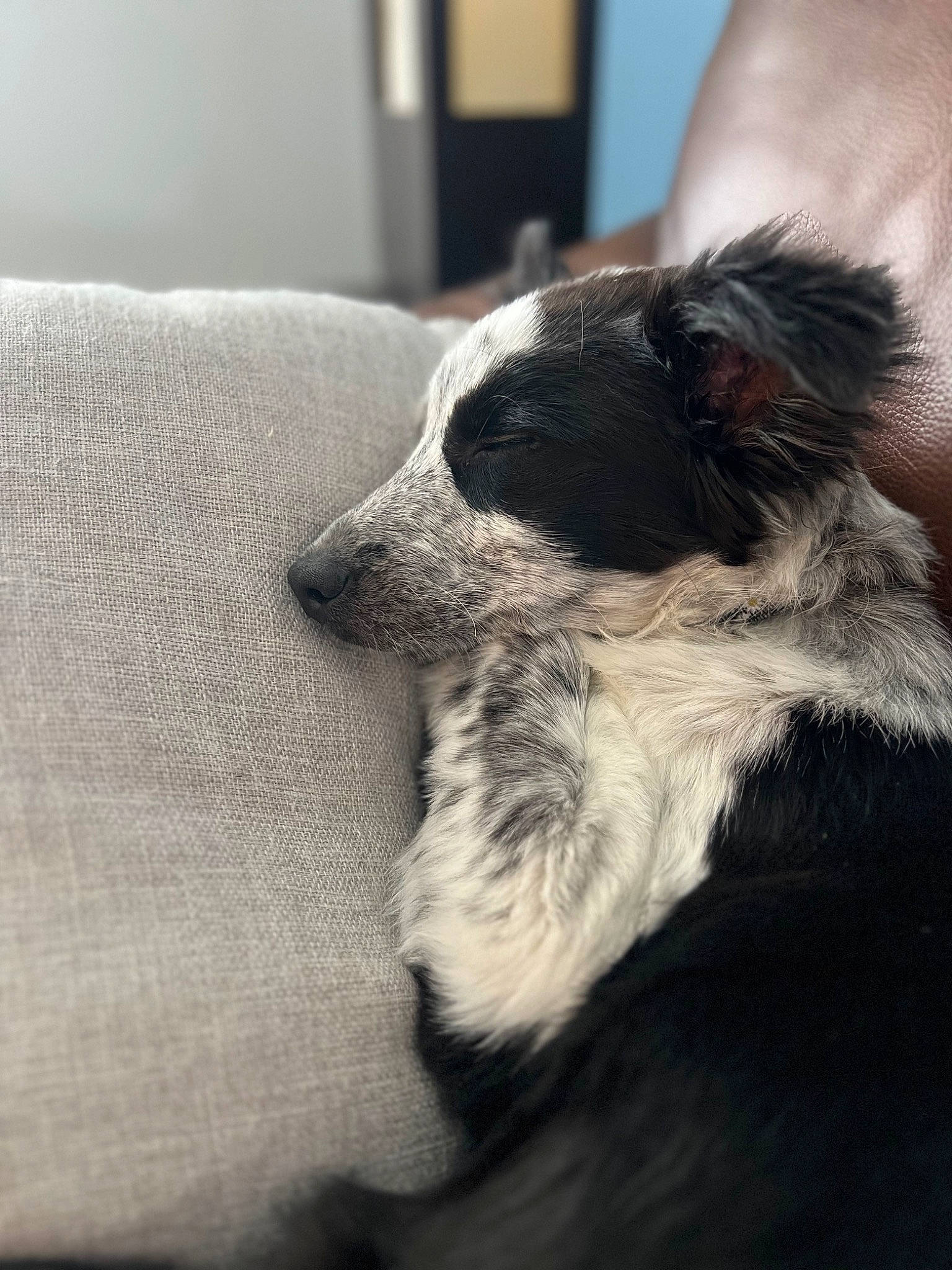 Mazikeen is registered to the contest to win money with this photo: bored, canidae, carnivore, claw, comfort, companion_dog, dog, dog_breed, fawn, fur, monochrome_photography, non_sporting_group, paw, puppy, sporting_group, terrestrial_animal, toy_dog, whiskers, working_animal, working_dog