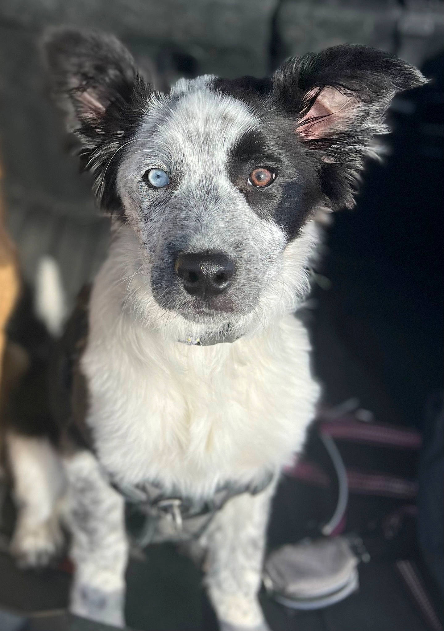 Mazikeen joined the competition — help win amazing prizes! canidae, carnivore, collar, companion_dog, dog, dog_breed, fur, monochrome, monochrome_photography, plant, snout, sporting_group, terrestrial_animal, whiskers, working_animal, working_dog