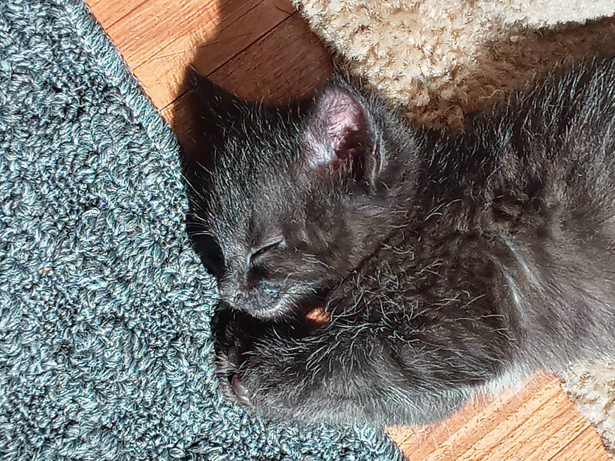 Fry joined the competition — help win amazing prizes! black_cat, bombay, canidae, carnivore, cat, chartreux, claw, domestic_short_haired_cat, felidae, fur, grey, mammal, paw, small_to_medium_sized_cats, snout, soil, tail, terrestrial_animal, vertebrate, whiskers