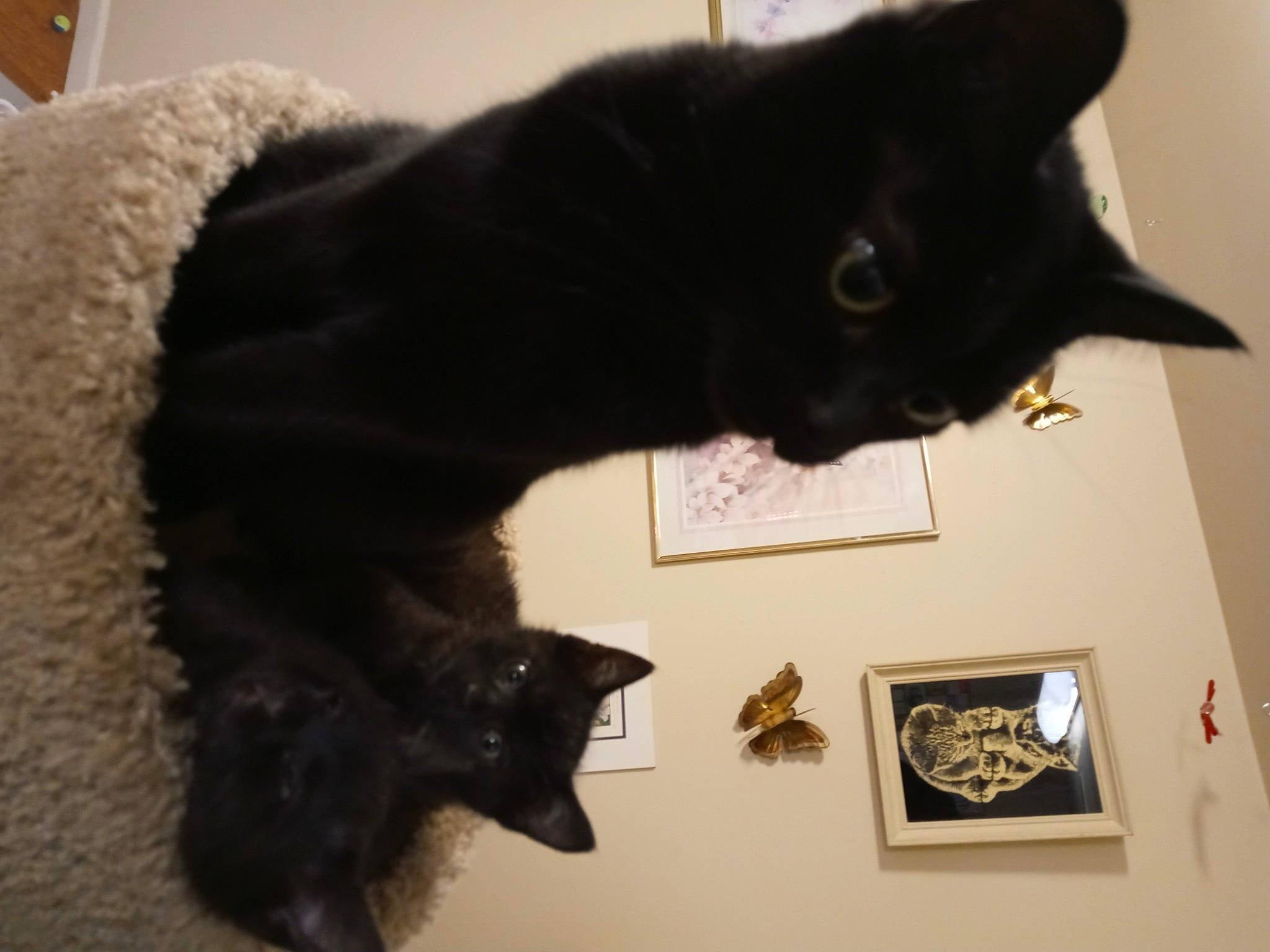 Fry is registered to the contest to win money with this photo: black_cat, bombay, carnivore, cat, claw, domestic_short_haired_cat, felidae, fur, mammal, picture_frame, room, small_to_medium_sized_cats, snout, tail, terrestrial_animal, vertebrate, whiskers, window