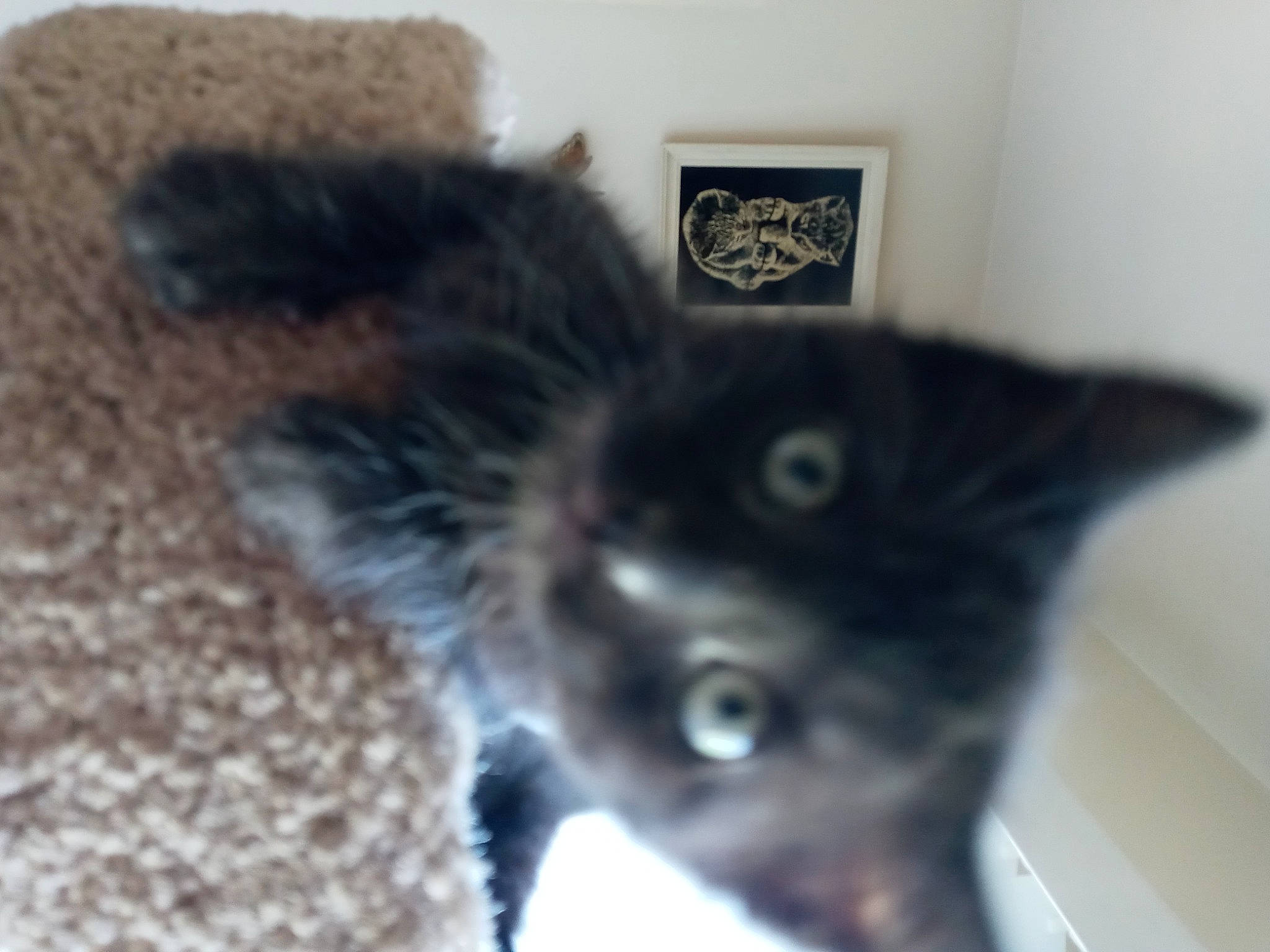 Fry is registered to the contest to win money with this photo: black_cat, canidae, carnivore, cat, dog_breed, domestic_short_haired_cat, ear, felidae, fur, grey, human_body, paw, picture_frame, small_to_medium_sized_cats, snout, tail, vertebrate, whiskers