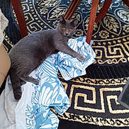 Amalya a rejoint le concours — aidez-le/la à gagner de superbes lots ! cat, gray_cat, orange_eyes, fabric, patterned_fabric, rug, patterned_rug, wooden_table, floor, indoor, pet, animal, feline, curious, lying_down, cozy, home, furniture, domestic, resting