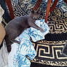 cat, gray_cat, orange_eyes, fabric, patterned_fabric, rug, patterned_rug, wooden_table, floor, indoor, pet, animal, feline, curious, lying_down, cozy, home, furniture, domestic, resting