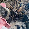 cat, kitten, tabby, animal, pet, furry, whiskers, blue_eyes, wide_eyed, sitting, lying_down, plush_toy, pink_fabric, indoor, couch, textured_background, close_up, portrait, playful, cute