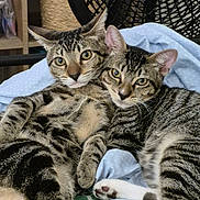 Tigger And Rocky joined the competition — help win amazing prizes! cat, tabby_cat, pets, indoor, snuggling, blanket, feline, animal, cute, resting, cozy, fur, whiskers, ears, paw, two_animals, close_up, domestic_cat, relaxed, sleepy