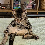 Tigger joined the competition — help win amazing prizes! animal, bed, cat, container, cozy, cute, domestic, furniture, household, indoor, looking_down, pet, pillow, relaxed, resting, shelf, sitting, striped, tabby, tabby_cat