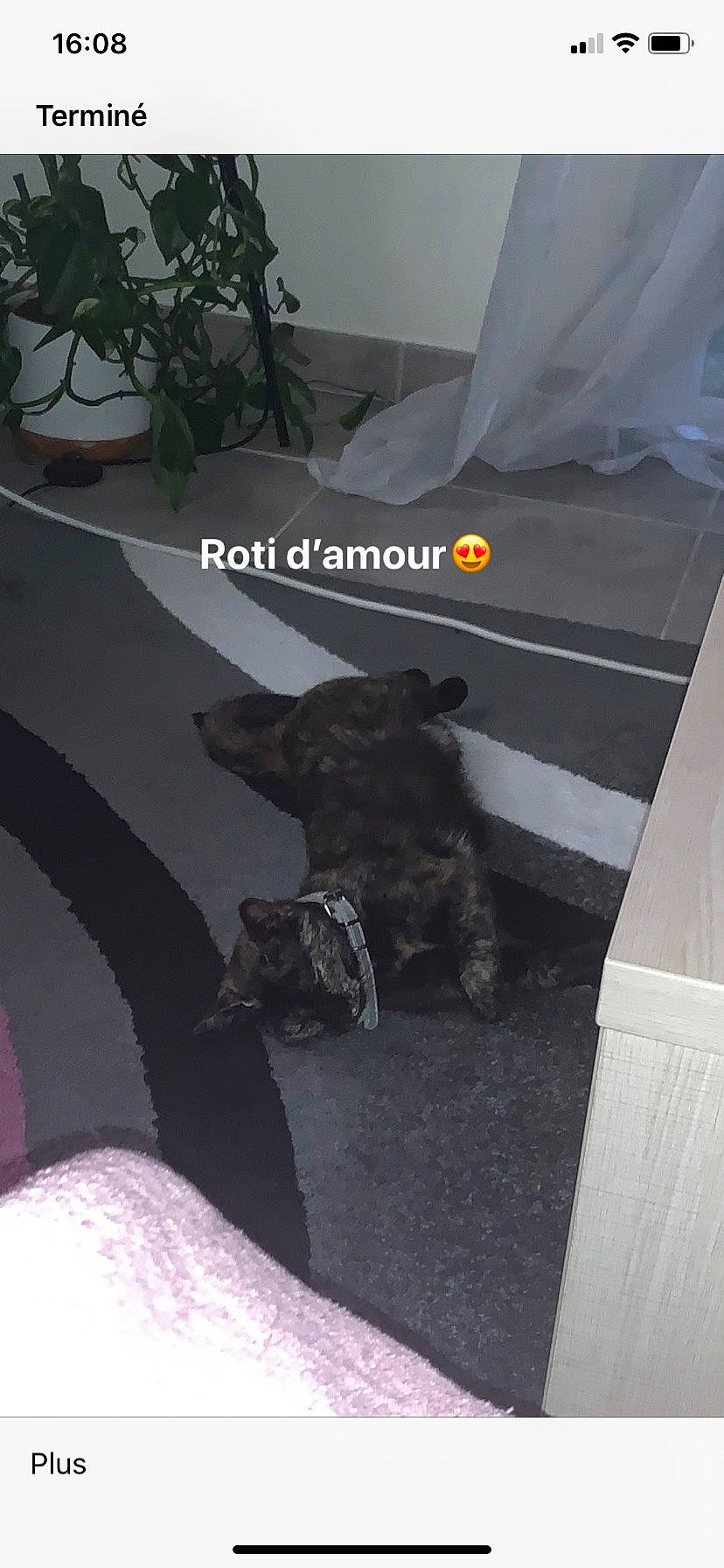 Moka a rejoint le concours — aidez-le/la à gagner de superbes lots ! automotive_tire, canidae, carnivore, comfort, companion_dog, dog, dog_breed, felidae, flooring, flowerpot, font, grey, houseplant, plant, rock, room, small_to_medium_sized_cats, sporting_group, tail, toy_dog