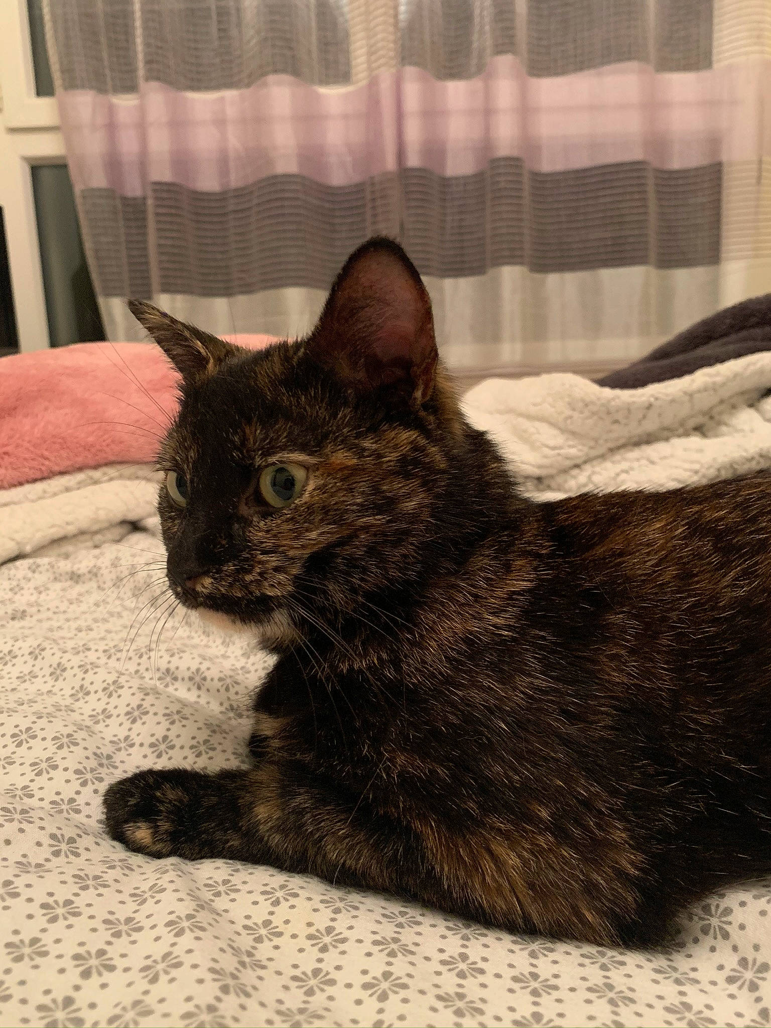 Moka a rejoint le concours — aidez-le/la à gagner de superbes lots ! black_cat, carnivore, cat, cat_supply, claw, comfort, curtain, domestic_short_haired_cat, felidae, fur, pattern, paw, sitting, small_to_medium_sized_cats, snout, tail, terrestrial_animal, whiskers, window_treatment