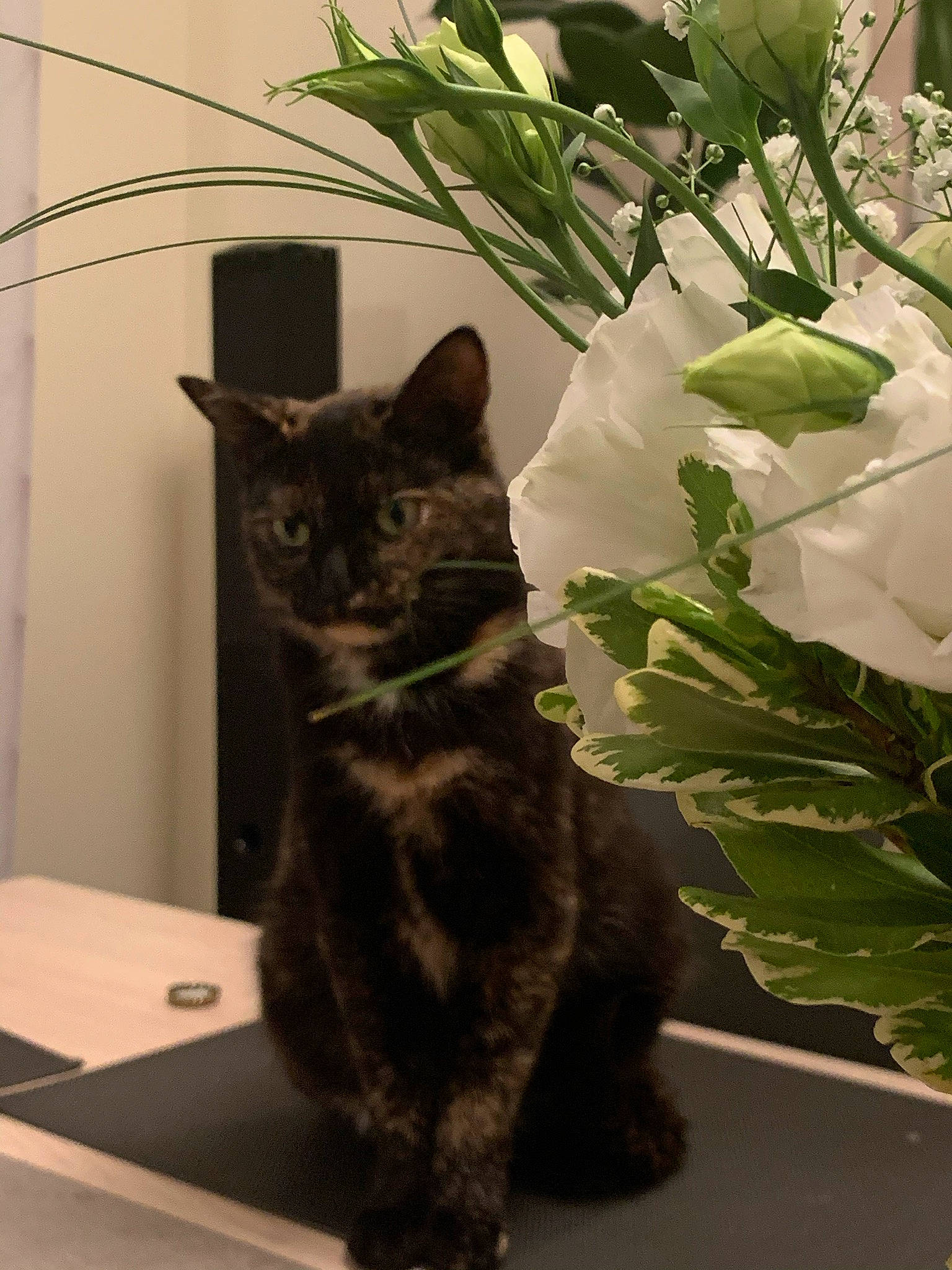 Moka a rejoint le concours — aidez-le/la à gagner de superbes lots ! annual_plant, black_cat, carnivore, cat, domestic_short_haired_cat, felidae, flowerpot, fur, grass, herb, herbaceous_plant, houseplant, plant, small_to_medium_sized_cats, snout, tail, terrestrial_animal, whiskers