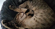 Sunny is registered to the contest to win money with this photo: cat, tabby_cat, sleeping, stretching, pet_bed, fur, paw, whiskers, cozy, indoor, resting, closeup, animal, feline, cute, relaxed, soft_texture, comfort, nap, domestic_animal