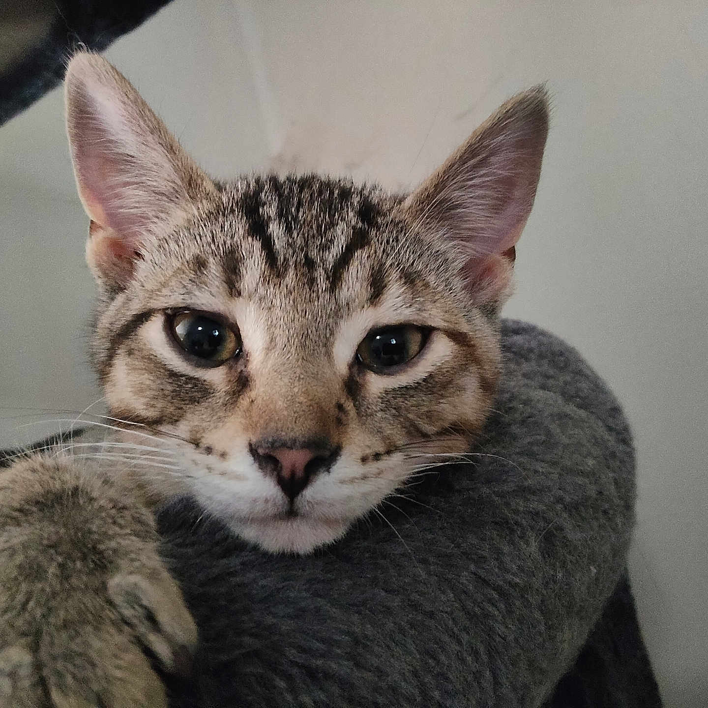 Sunny is registered to the contest to win money with this photo: cat, kitten, tabby, close_up, paw, ears, whiskers, face, fur, pet, animal, cute, indoor, resting, looking, soft, gray, curious, young, portrait