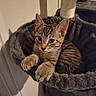 Sunny joined the competition — help win amazing prizes! cat, kitten, tabby, pet, feline, animal, cute, indoor, cozy, cat_tree, perch, paws, fur, whiskers, ears, claws, resting, shadow, wall, home