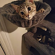 Sunny joined the competition — help win amazing prizes! cat, tabby_cat, cat_tree, cat_hammock, pet, indoor, cozy, plush, fur, whiskers, ears, curious, feline, animal, home, shadow, resting, cute, looking, soft_lighting