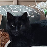 Gigi L Amour participe au concours pour gagner de l'argent avec cette photo : black_cat, cat, pet, animal, indoor, cushion, flower, decor, furniture, relaxed, resting, closeup, mammal, whiskers, fur, ears, eyes, home, cozy, laying_down