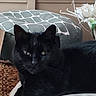 black_cat, cat, pet, animal, indoor, cushion, flower, decor, furniture, relaxed, resting, closeup, mammal, whiskers, fur, ears, eyes, home, cozy, laying_down