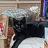 black_cat, cat, feline, pet, indoor, cushion, stool, bookshelf, books, flower, decor, basket, wooden_furniture, relaxed, animal, living_room, home, cozy, domestic, resting