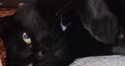 Gigi L Amour a rejoint le concours — aidez-le/la à gagner de superbes lots ! black_cat, cat, pet, close_up, whiskers, paw, eye, feline, indoor, resting, cute, fur, animal, portrait, cozy, texture, soft, relaxed, domestic, lying_down