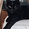 black_cat, cat, green_eyes, feline, pet, indoor, cushion, white_fabric, woven_basket, relaxing, close_up, portrait, animal, whiskers, ears, fur, home, resting, looking, cozy