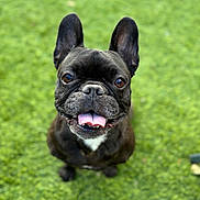 Nina participe au concours pour gagner de l'argent avec cette photo : dog, french_bulldog, pet, canine, grass, outdoor, tongue_out, happy, ears, brown_eyes, animal, smiling, cute, friendly, fur, sitting, closeup, nature, playful, adorable