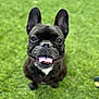 dog, french_bulldog, pet, canine, grass, outdoor, tongue_out, happy, ears, brown_eyes, animal, smiling, cute, friendly, fur, sitting, closeup, nature, playful, adorable