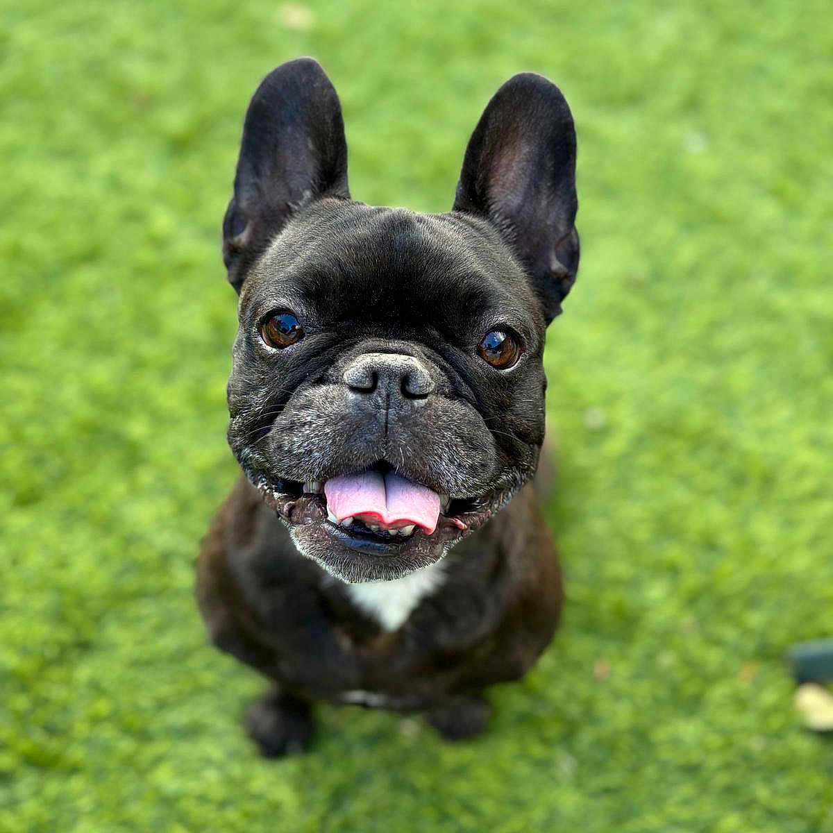 Nina participe au concours pour gagner de l'argent avec cette photo : adorable, animal, brown_eyes, canine, closeup, cute, dog, ears, french_bulldog, friendly, fur, grass, happy, nature, outdoor, pet, playful, sitting, smiling, tongue_out