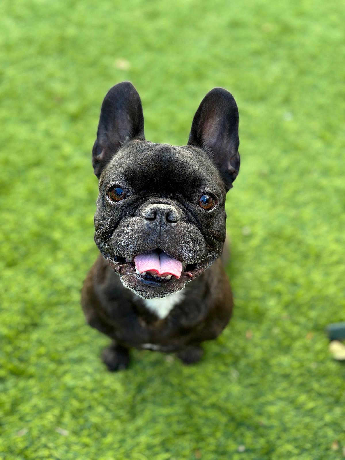 Nina participe au concours pour gagner de l'argent avec cette photo : dog, french_bulldog, pet, canine, grass, outdoor, tongue_out, happy, ears, brown_eyes, animal, smiling, cute, friendly, fur, sitting, closeup, nature, playful, adorable
