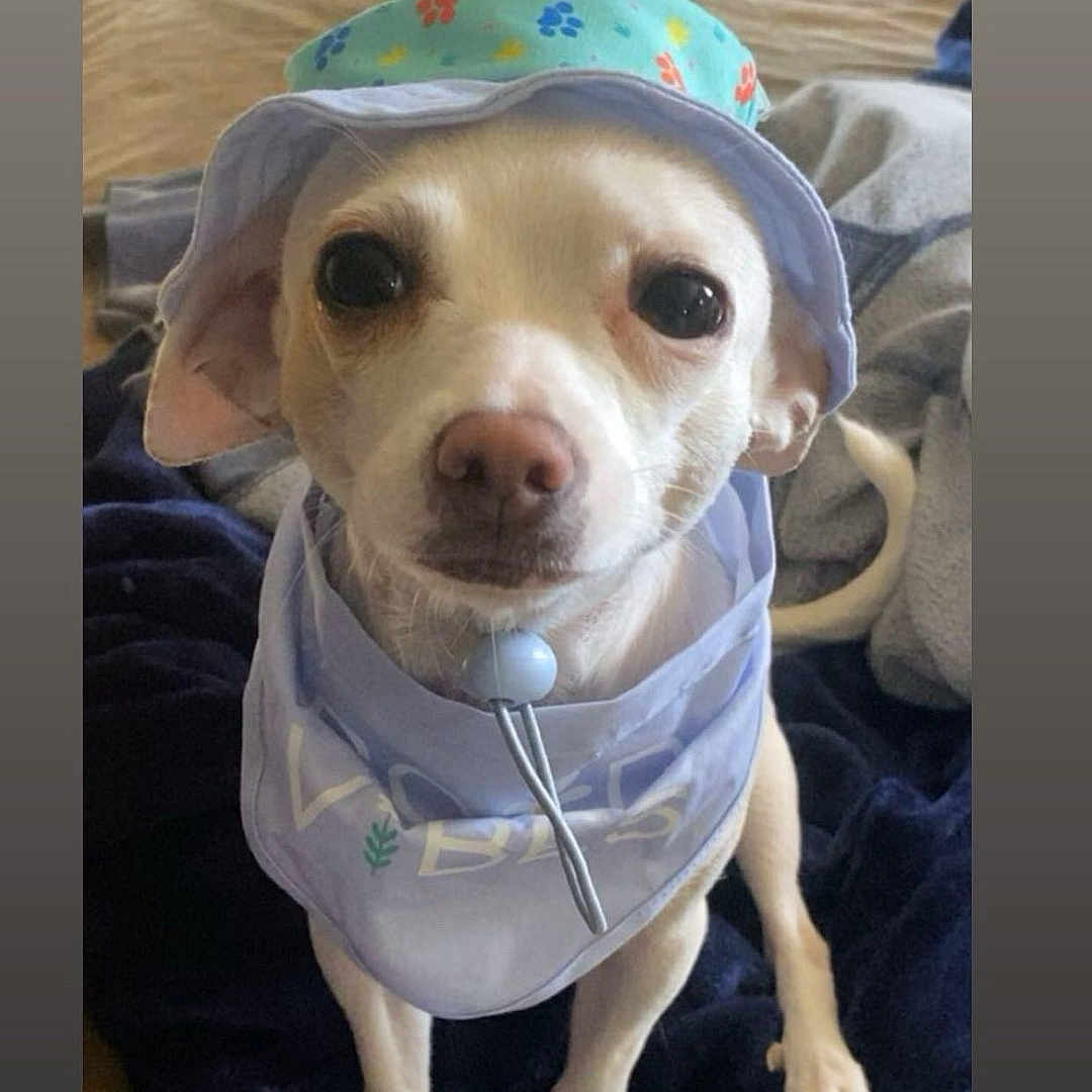 Daisy joined the competition — help win amazing prizes! animal, bandana, blanket, closeup, companion, cute, dog, domestic_animal, ears, face, fur, hat, indoor, looking_at_camera, nose, pet, portrait, sitting, small_dog, white_dog