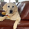 dog, golden_retriever, pet, indoor, couch, leather, relaxed, animal, mammal, fur, collar, window, curtains, furniture, domestic_animal, looking_at_camera, front_paw, portrait, resting, home