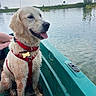 dog, golden_retriever, boat, lake, water, outdoor, nature, pet, animal, happy, tongue_out, muddy, collar, harness, green_boat, person, arm, calm_water, trees, sky