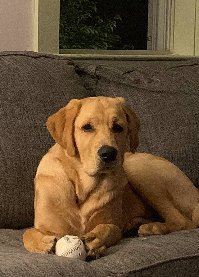 Bash joined the competition — help win amazing prizes! bored, canidae, carnivore, comfort, companion_dog, dog, dog_breed, fawn, floor, flooring, hardwood, labrador_retriever, paw, puppy, sitting, sporting_group, terrestrial_animal, whiskers, wood, working_animal