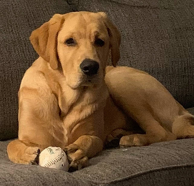 Bash joined the competition — help win amazing prizes! ball, bored, canidae, carnivore, comfort, companion_dog, dog, dog_breed, fawn, flooring, fur, paw, plant, snout, sporting_group, terrestrial_animal, whiskers, wood, working_animal