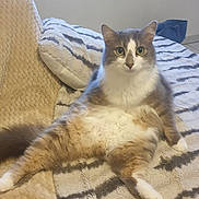 Lapis participe au concours pour gagner de l'argent avec cette photo : cat, feline, pet, fluffy, relaxed, cozy, blanket, indoor, fur, cute, animal, sitting, tabby, whiskers, tail, paws, bedroom, home, resting, curious