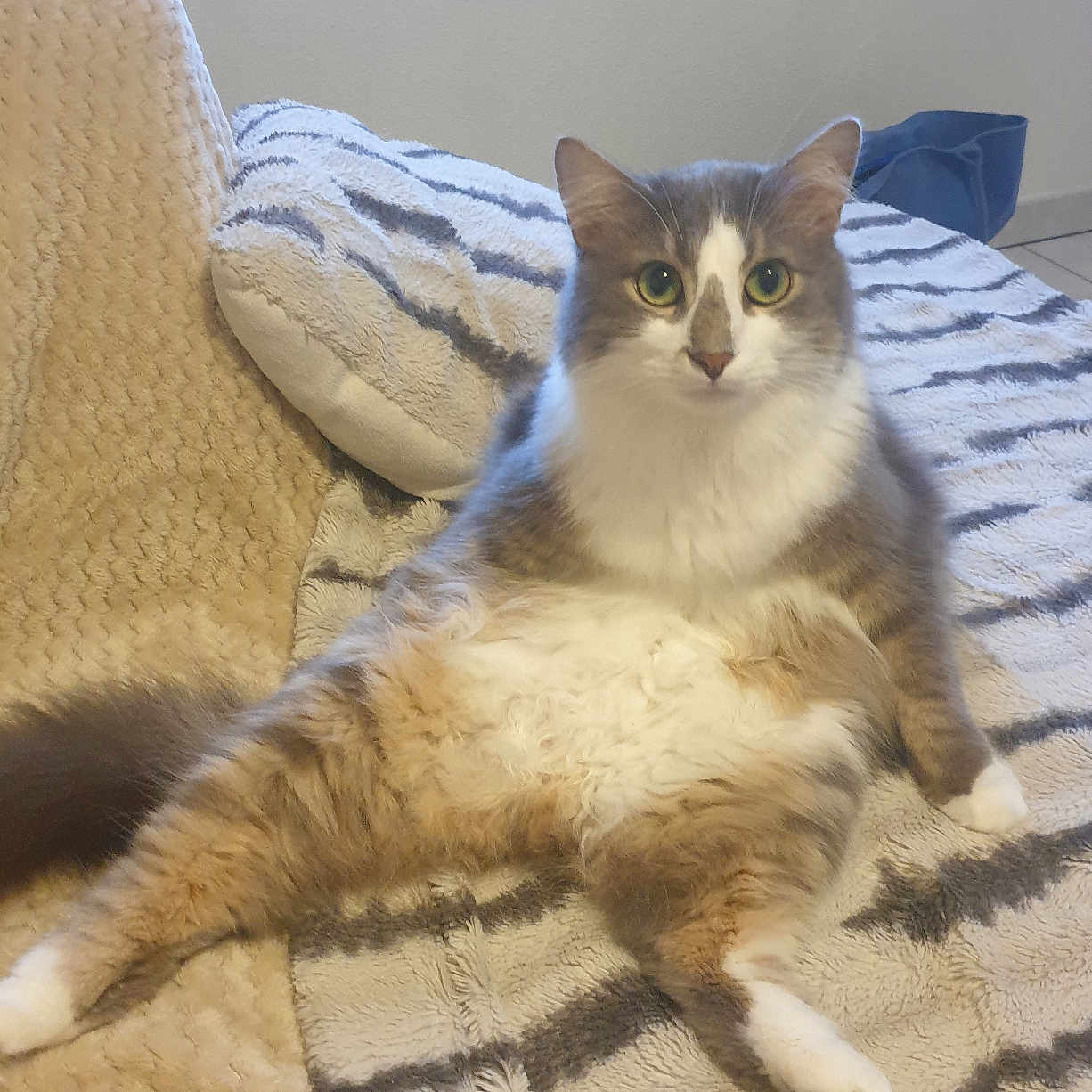 Lapis participe au concours pour gagner de l'argent avec cette photo : animal, bedroom, blanket, cat, cozy, curious, cute, feline, fluffy, fur, home, indoor, paws, pet, relaxed, resting, sitting, tabby, tail, whiskers