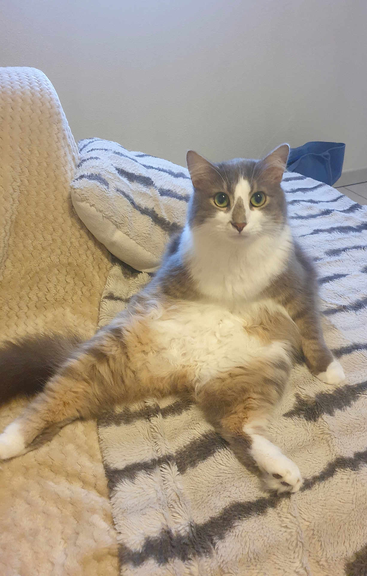 Lapis participe au concours pour gagner de l'argent avec cette photo : cat, feline, pet, fluffy, relaxed, cozy, blanket, indoor, fur, cute, animal, sitting, tabby, whiskers, tail, paws, bedroom, home, resting, curious