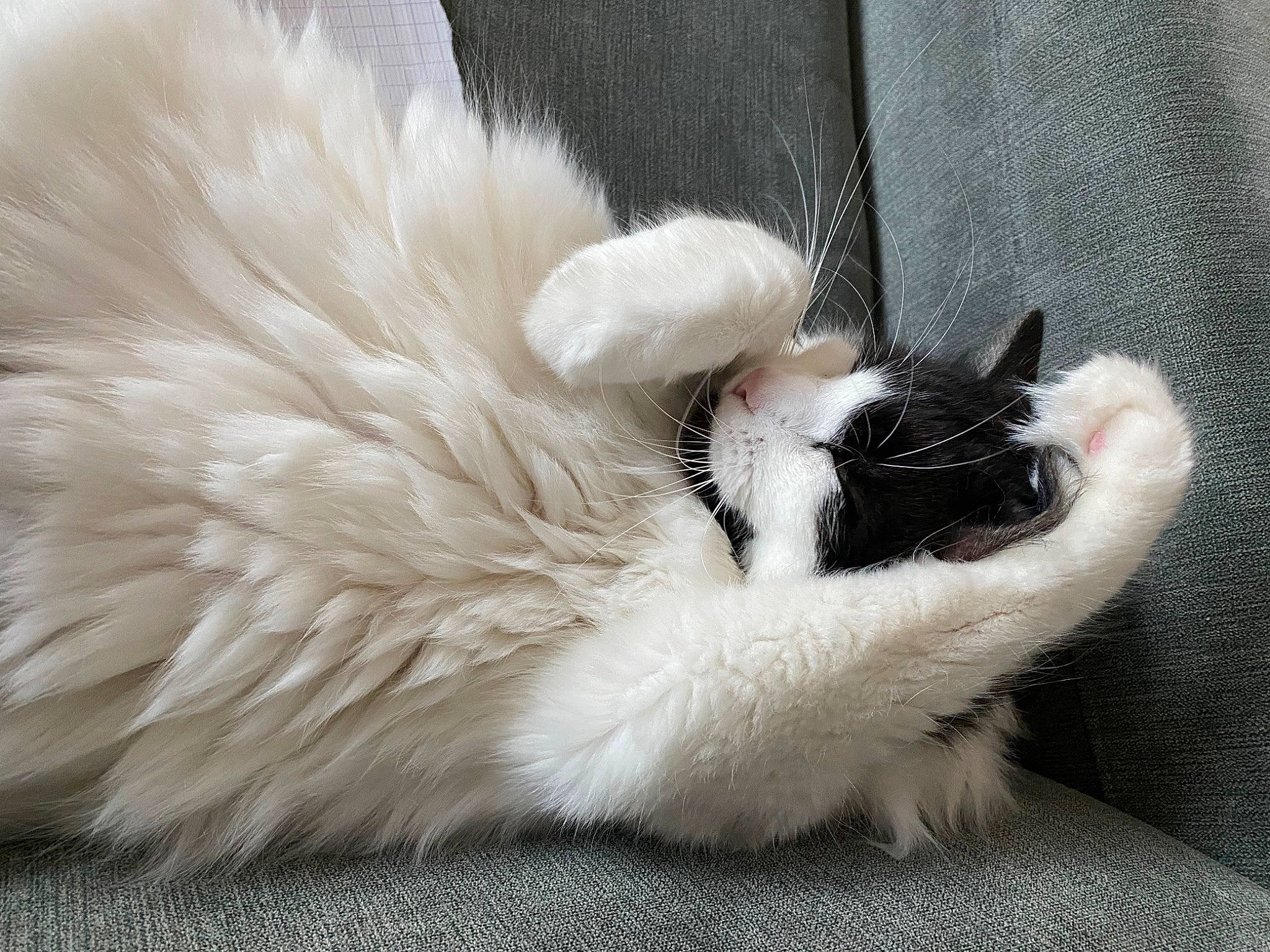 Flash a rejoint le concours — aidez-le/la à gagner de superbes lots ! canidae, carnivore, cat, claw, comfort, companion_dog, dog_breed, felidae, foot, fur, nap, natural_material, paw, small_to_medium_sized_cats, sporting_group, tail, terrestrial_animal, whiskers