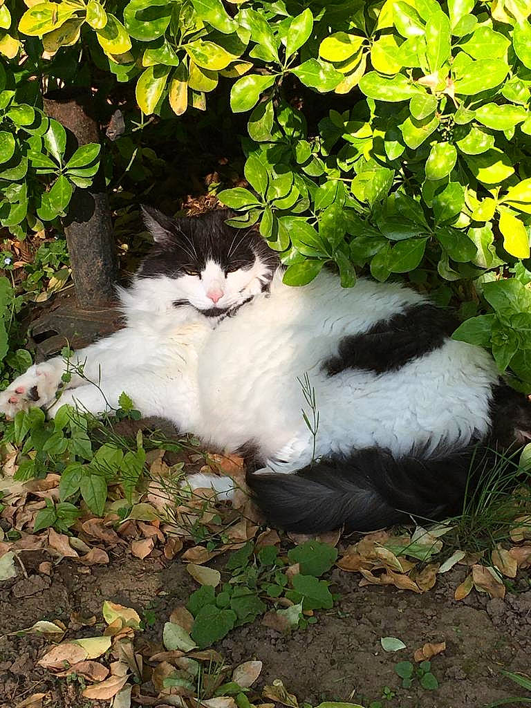 Flash participe au concours pour gagner de l'argent avec cette photo : annual_plant, botany, carnivore, cat, felidae, fur, garden, grass, groundcover, herb, leaf, petal, plant, shrub, sitting, small_to_medium_sized_cats, tail, terrestrial_animal, tree, whiskers