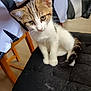 Ponk participe au concours pour gagner de l'argent avec cette photo : kitten, cat, animal, pet, fur, chair, cushion, indoor, striped_cloth, wooden_chair, cute, curious, small, white, brown, black, whiskers, sitting, young, domestic_cat