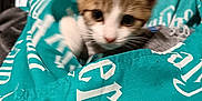 Ponk participe au concours pour gagner de l'argent avec cette photo : kitten, cat, animal, pet, fabric, textile, turquoise, white_text, indoor, blur, curious, young, feline, paw, closeup, soft, cute, small, whiskers, ears